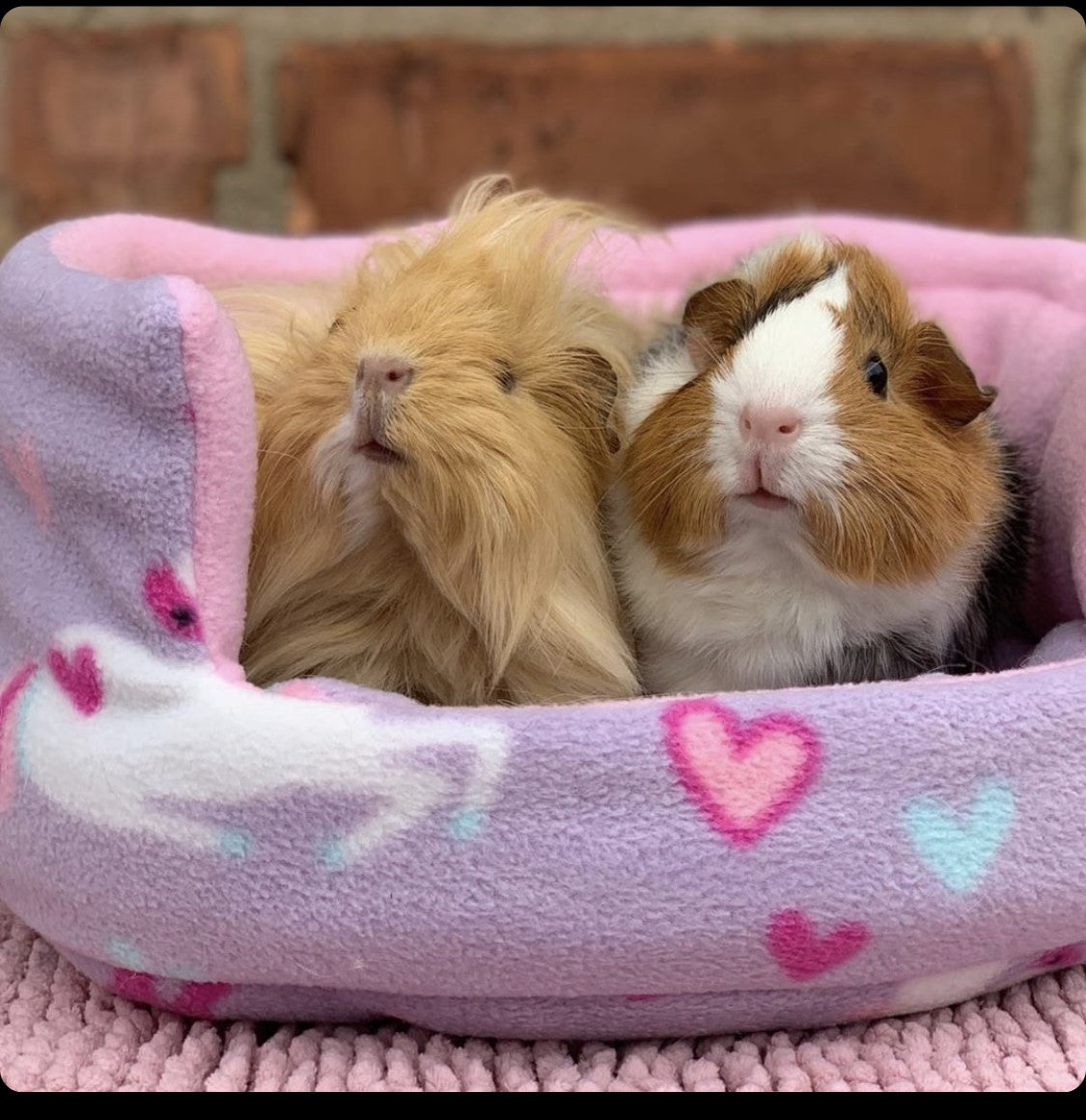 Products – Page 17 – JPS PETS